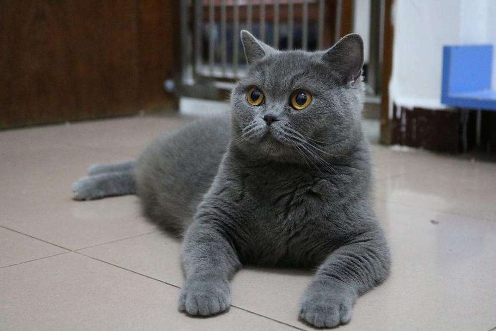 英短蓝猫为什么这么多人养,英短蓝猫真的适合养吗