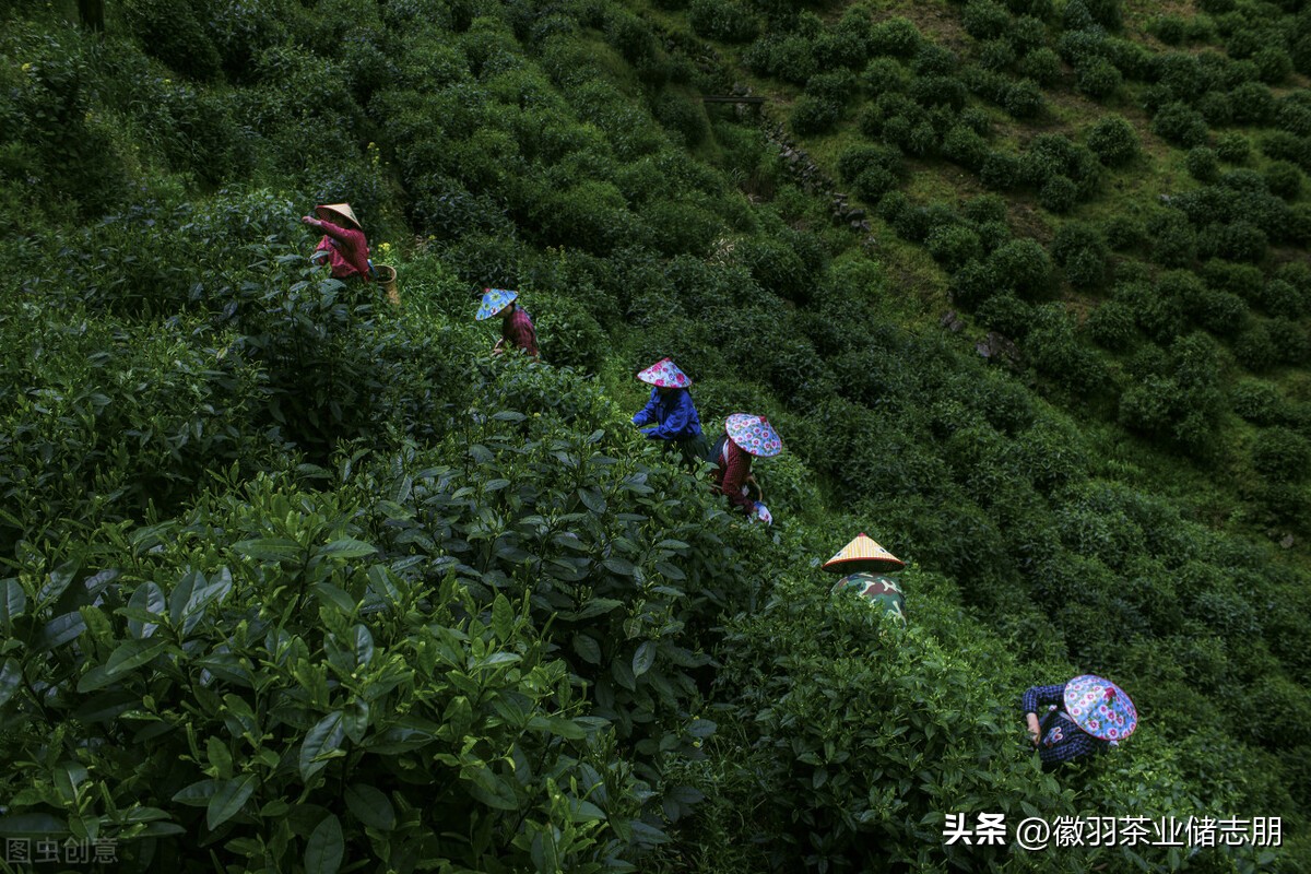 安徽茶与浙江茶哪个好,为什么都喜欢安徽茶