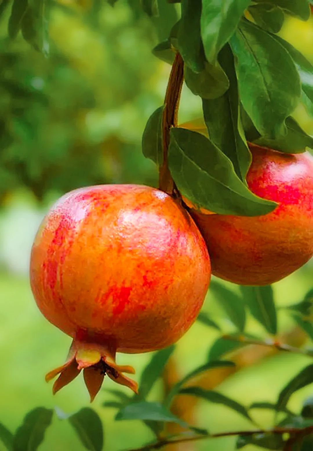 攀枝花是一种什么花,什么是攀枝花铁树