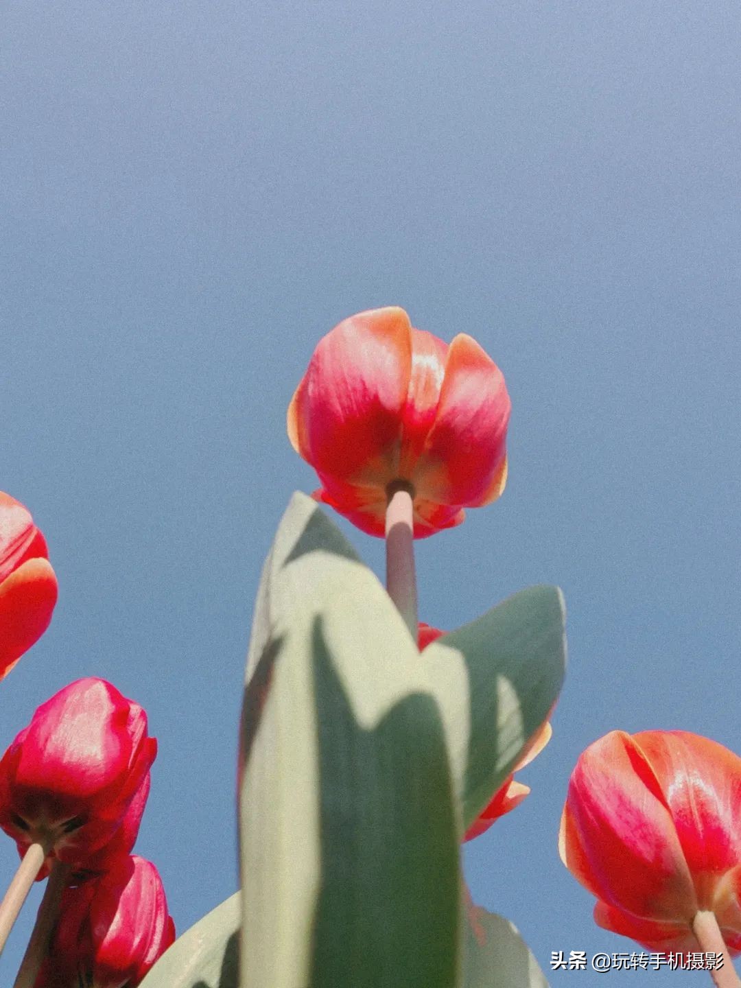 用什么可以拍出美丽花草的照片,6个技巧拍好花卉照片