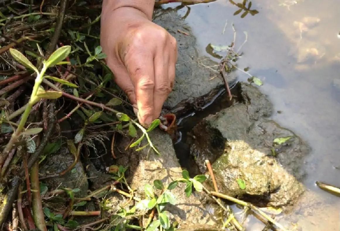 黄鳝的生活习性和繁殖期,黄鳝的生长习性
