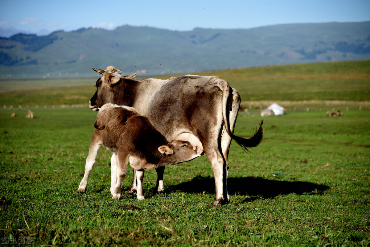 高钙牛奶为什么比牛奶便宜,营养价值高好喝高钙牛奶排名