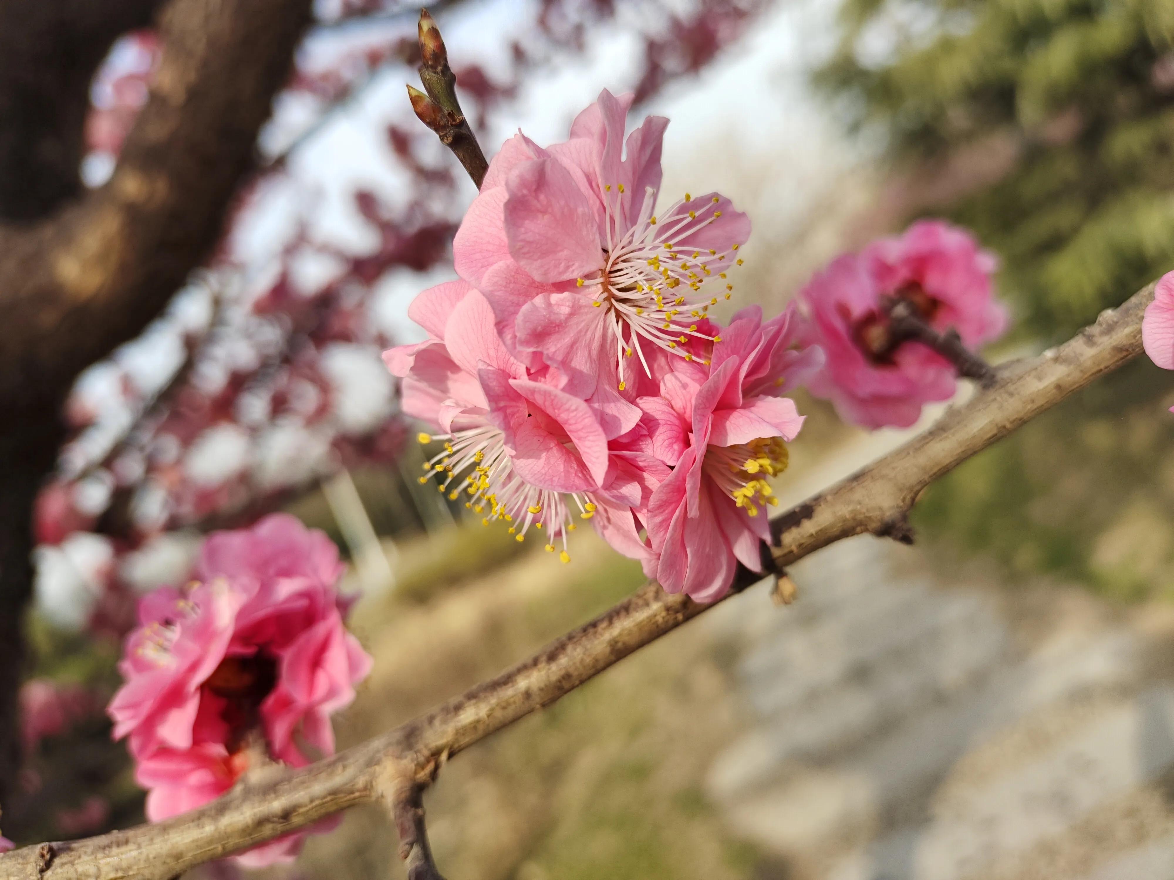 农历三月属于什么属相,三月属于女人的节日