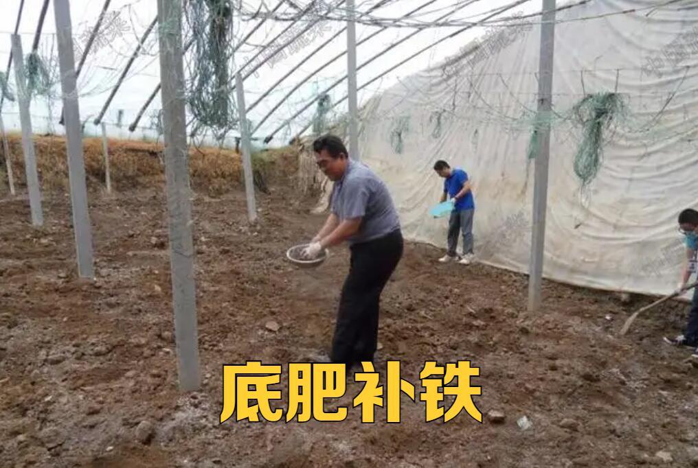 大棚菜苗发黄是什么原因,种菜有黄叶用什么方法可以解决