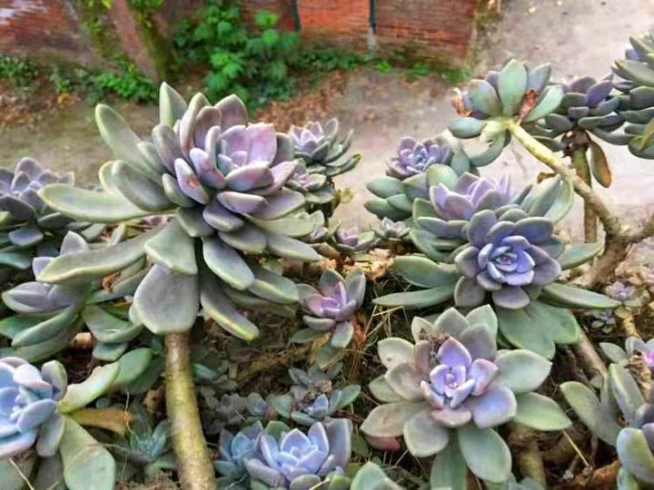 在别人家房顶上捡免费的多肉,农村里捡野生多肉