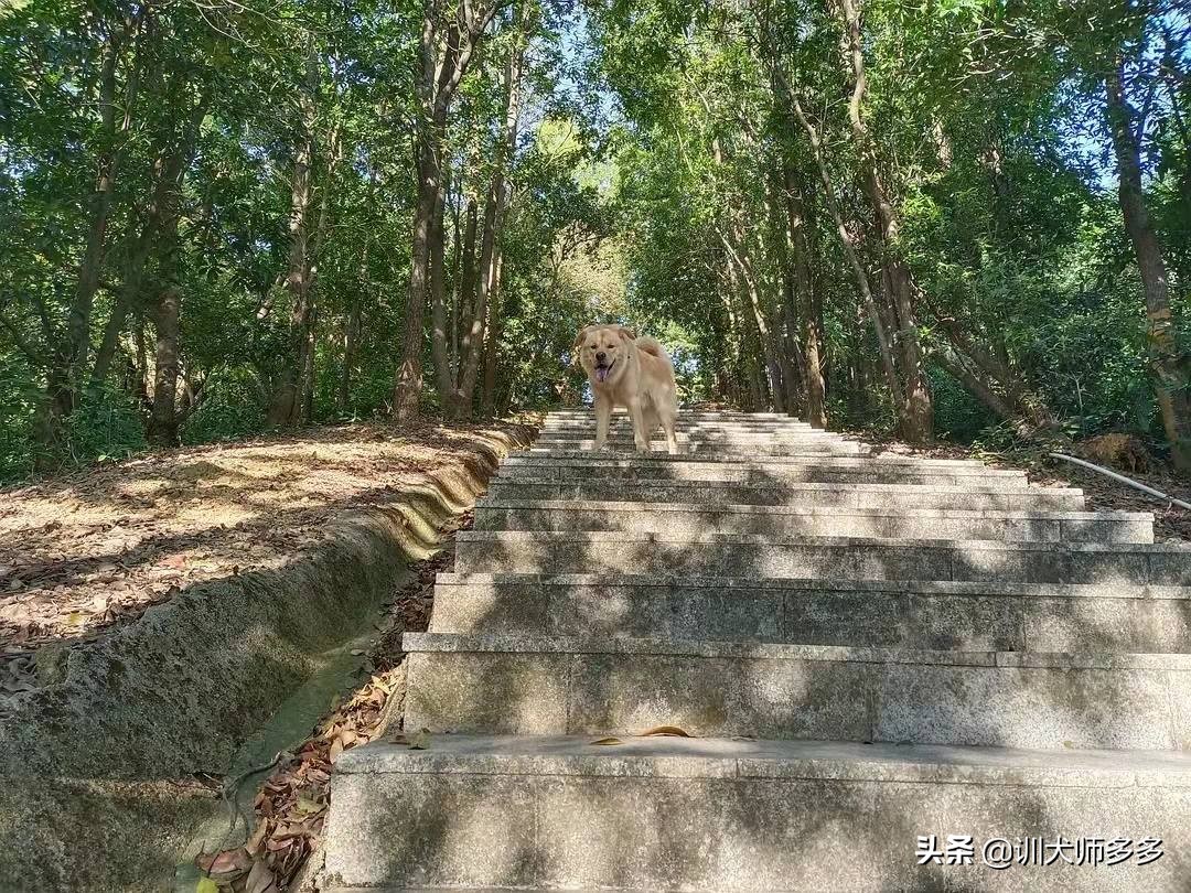 出去遛狗，叫不回来怎么办？叫回绳的使用方法