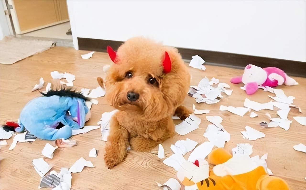 泰迪不听话怎么养,泰迪的十大不养的原因