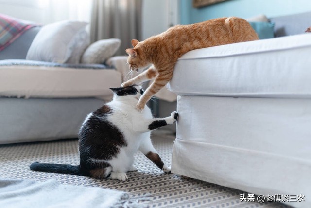 生猪肉为什么不能吃啊,农村三种人不能吃什么