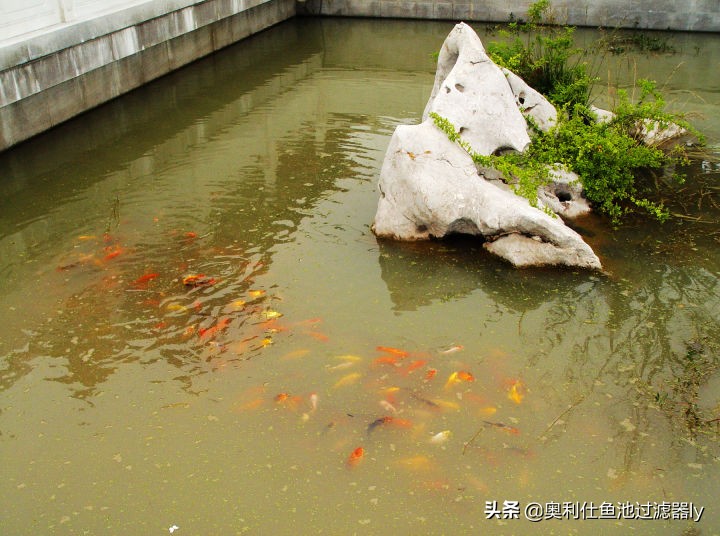 鱼池水腥臭是怎么回事,鱼池水腥味重如何快速去腥