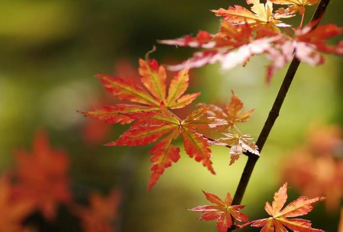 喝什么茶可以扶阳,扶阳茶对身体的益处