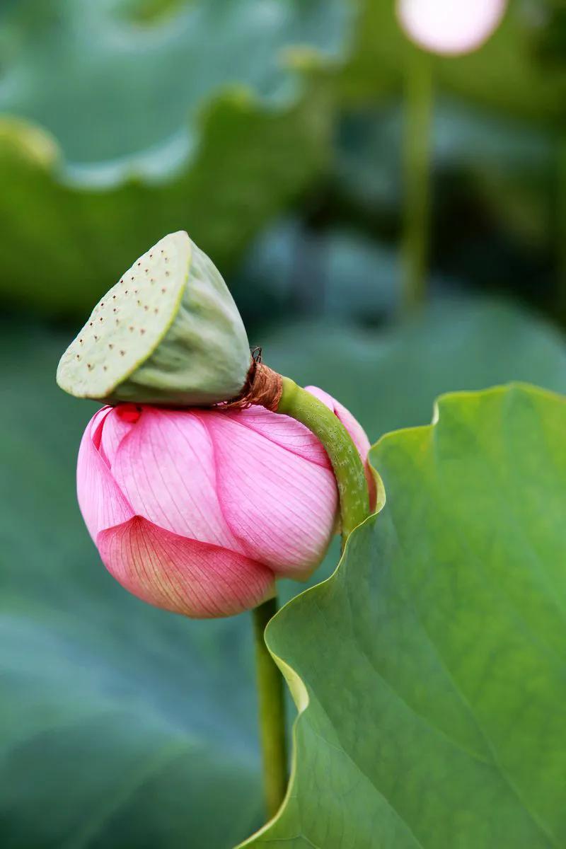 莲出淤泥而不染濯清涟而不妖,荷花出泥而不染芙蓉出水更娇艳