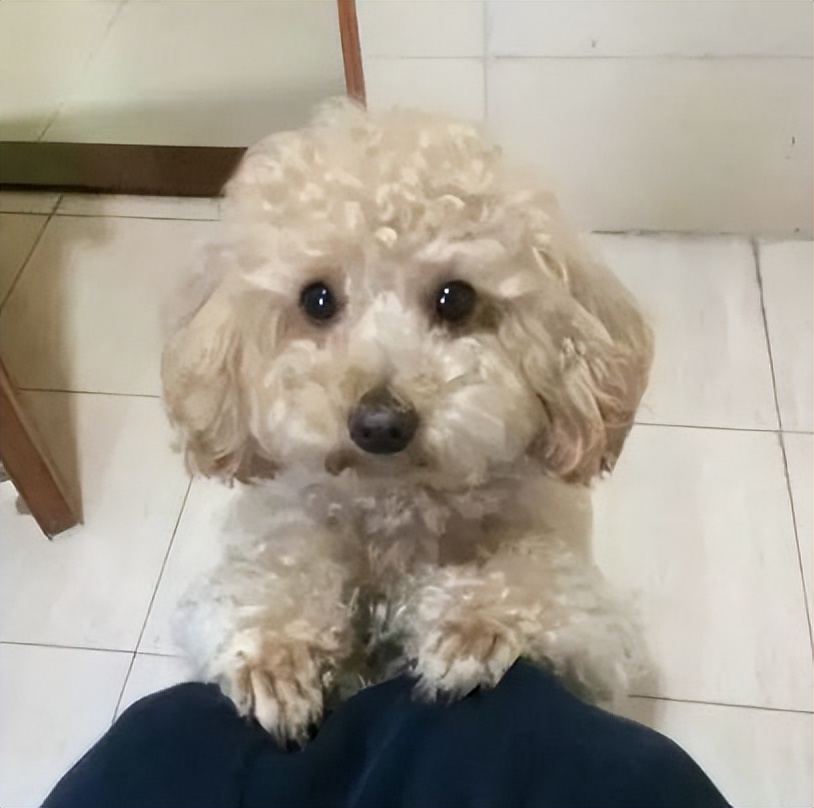 妹子半夜上厕所，家里的狗子非要跟着，结果……被它萌翻了