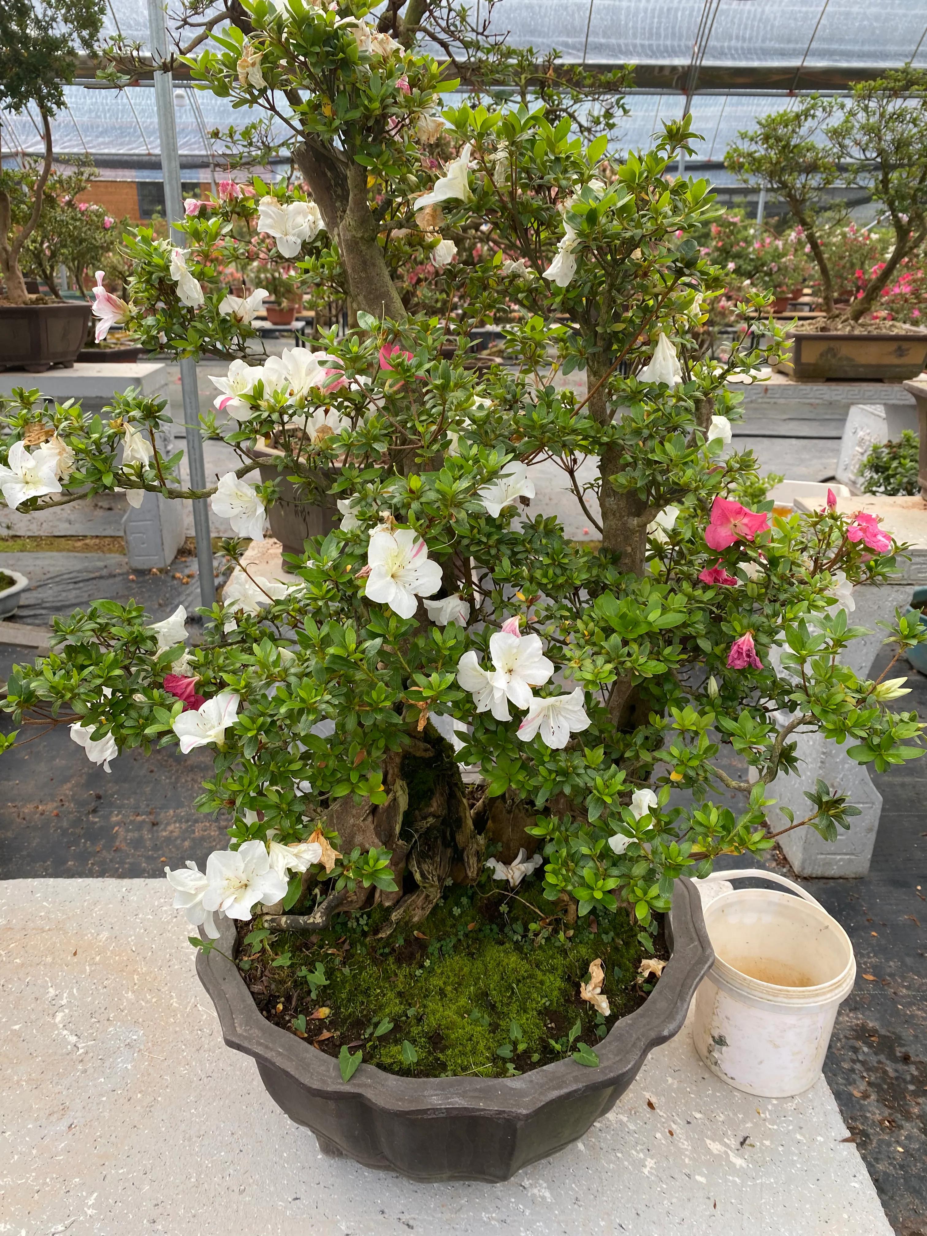 皋月杜鹃花图片大全,皋月杜鹃新品种视频