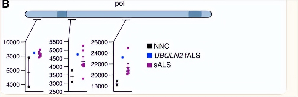NPF2.8促进因子对拟南芥花粉表面黄酮醇糖苷积累作用的研究