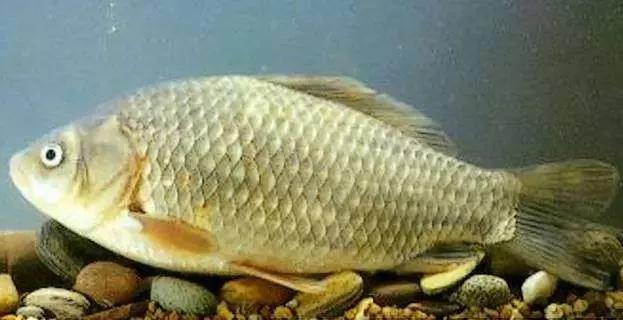 2020年禁养水产类名单,国家禁止放生的鱼类有哪些