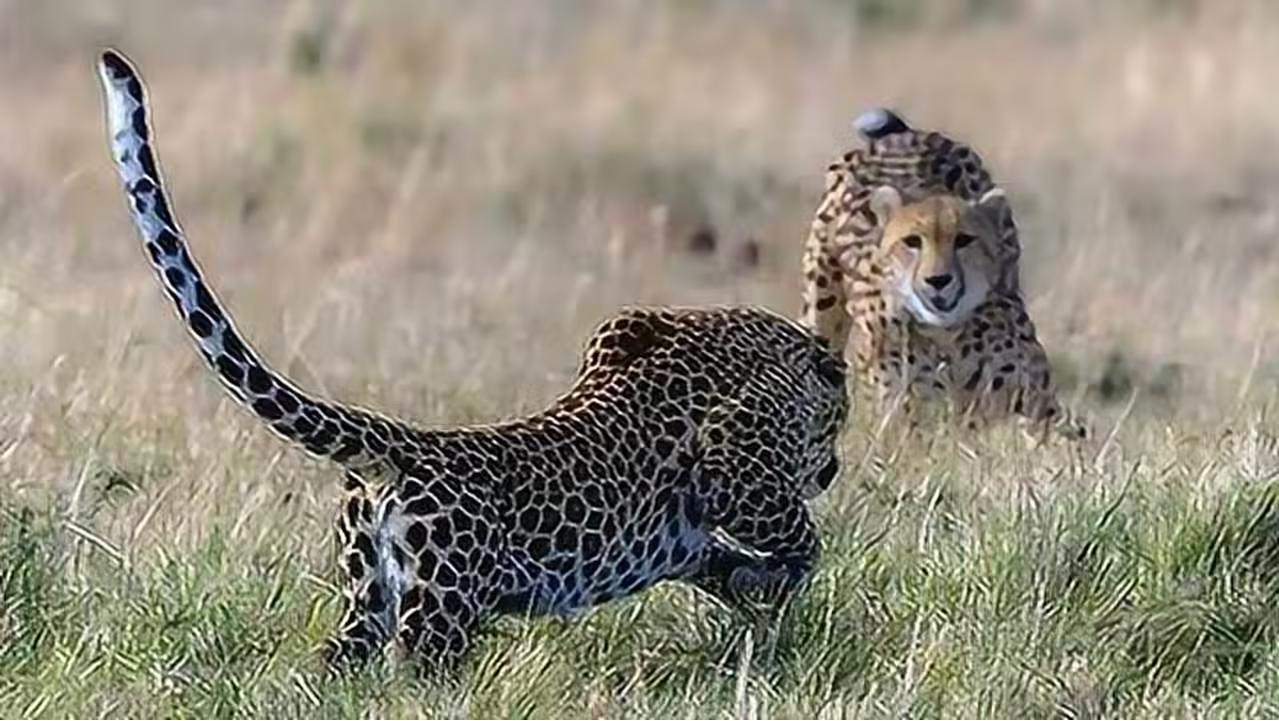 猎豹不是豹子吗,猎豹不是豹