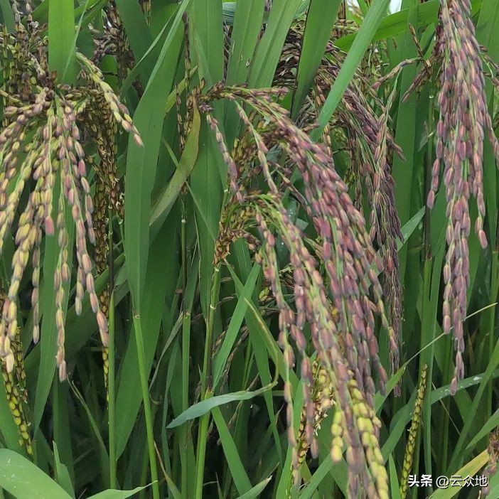 种植糯稻一亩成本与利润,红糯优一号稻种价格多少钱一斤