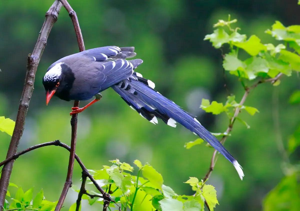 大鸟袭击人,大鸟伤人事件