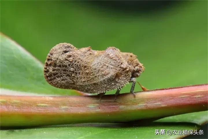 昆虫和害虫种类,昆虫和害虫的分类