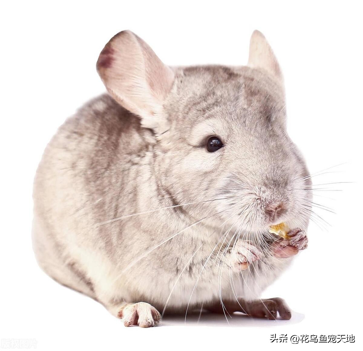 龙猫的缺点和优点有哪些,龙猫皮肤问题