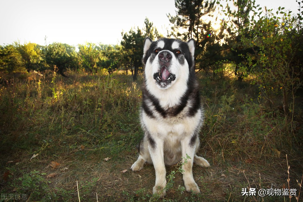 陌生人来家狗狗不叫怎么办,陌生人来家里狗狗一直叫怎么办