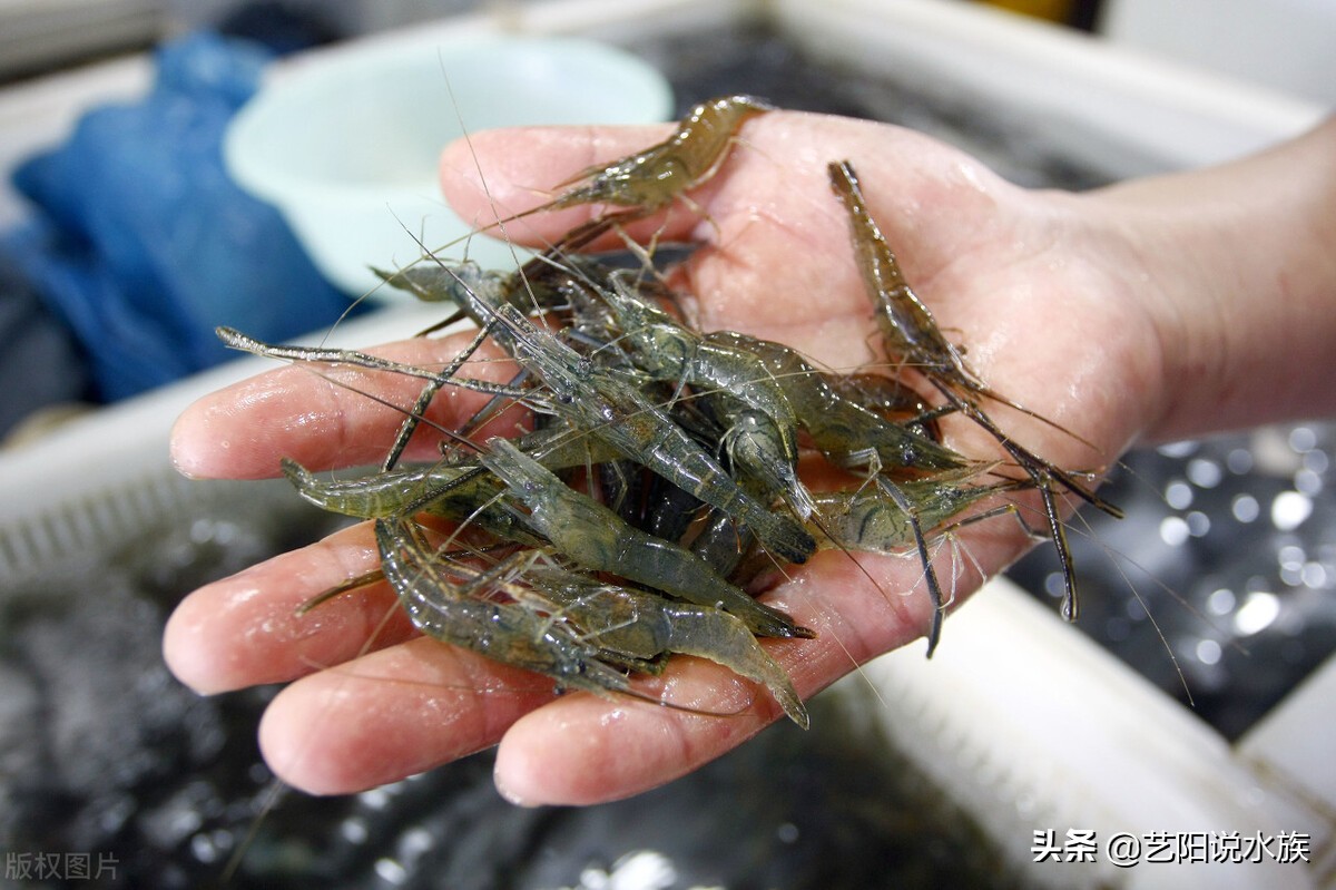 龙鱼可以喂饲料吗,养龙鱼需要加维他命吗