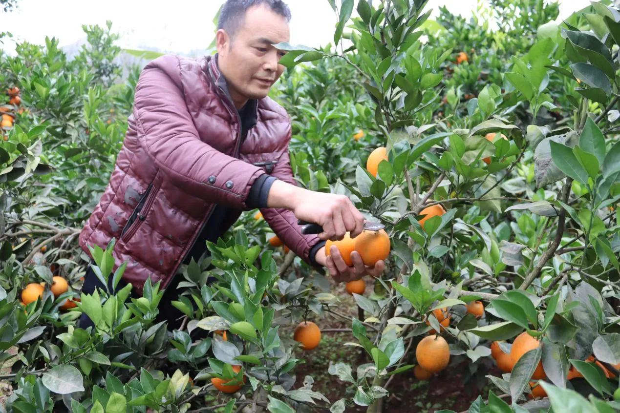 宜宾南溪区仙源街道,宜宾南溪区仙源街道最新消息