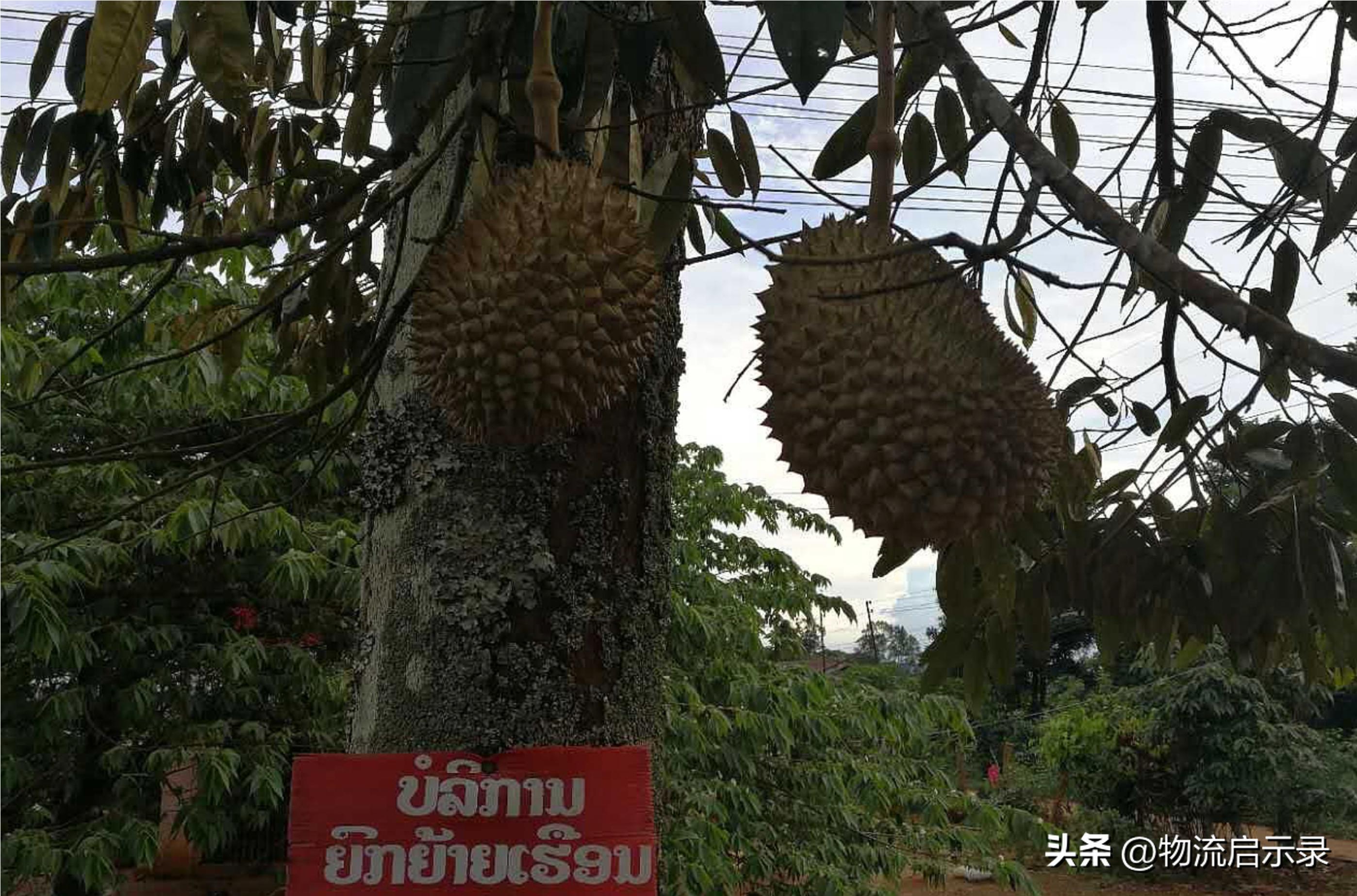 老挝准许进口农产品表,老挝水果有哪些