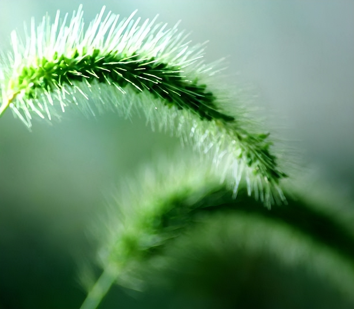 狗尾巴草哪部分可煮水喝,狗尾巴草煮水喝的功效及传说