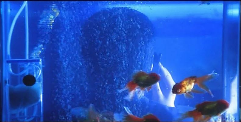 王敏德危情吻戏,王敏德演的变态杀手