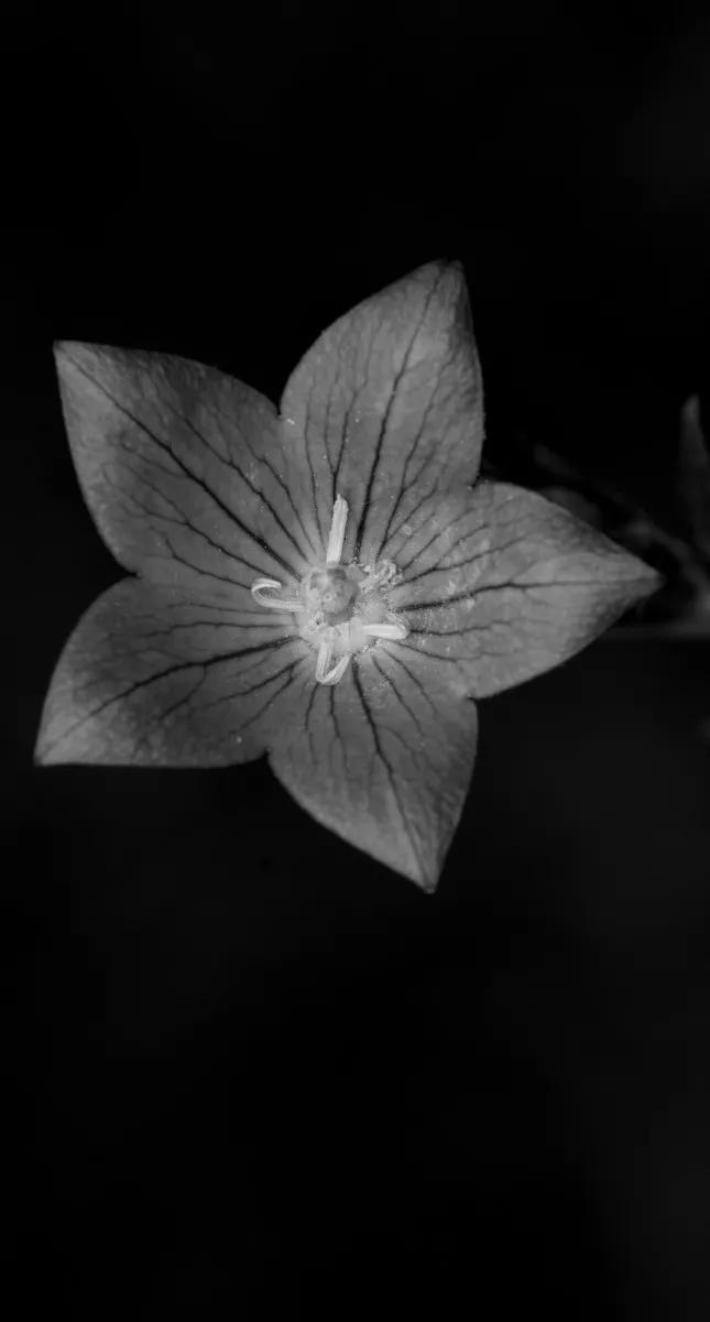 黑暗系壁纸黑底文字,黑暗色系的壁纸