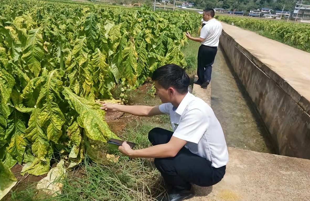 完善政策性农业保险机制,政策性农业保险对农业生产作用