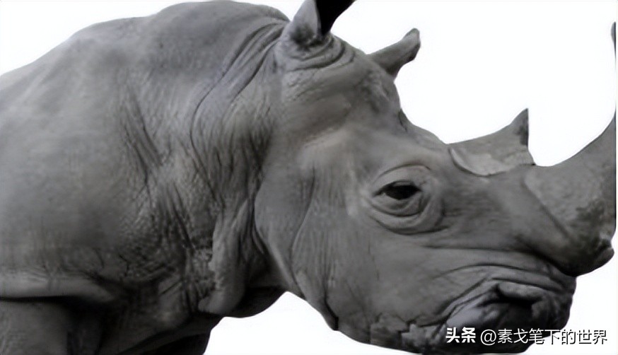 收入水平影响犀牛角消费偏好：野生与半野生犀牛角更受青睐