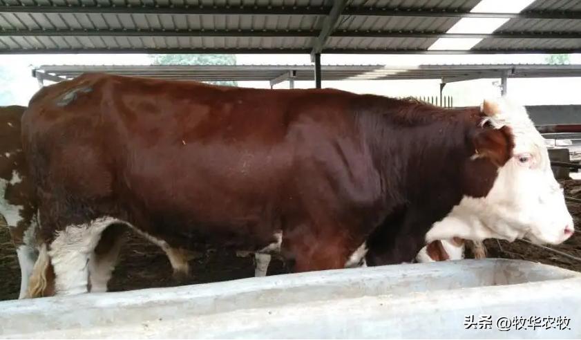 怎么判断牛胃里是不是有铁,牛吃了铁怎么判断还有没有救