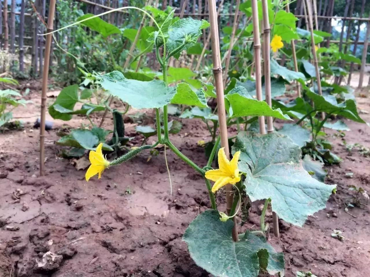 根施和喷施有什么区别,肥料是灌根好还是喷叶面好