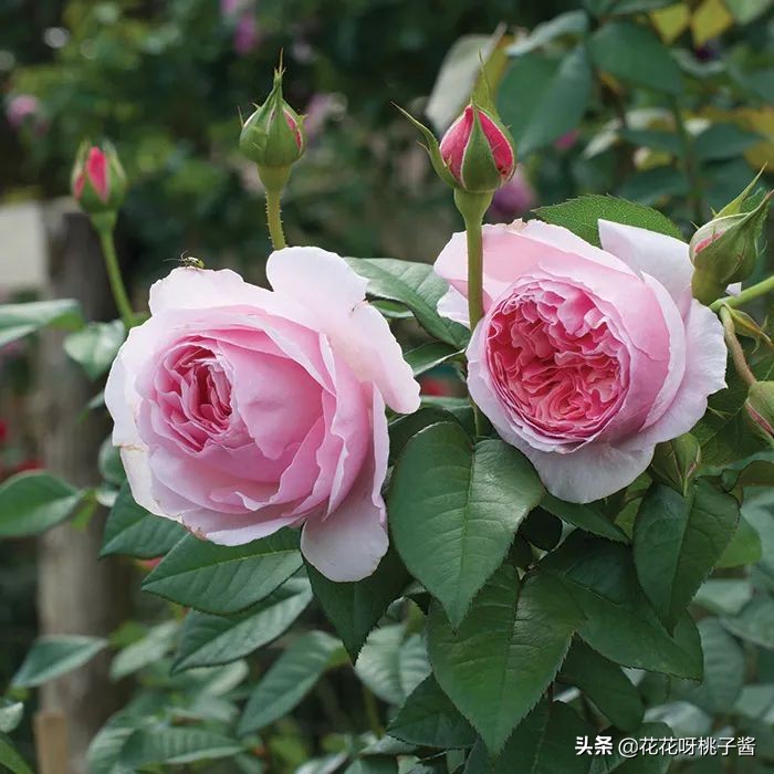 花期特别短暂开放好看的粉色月季,粉色可爱融化你的少女心月季