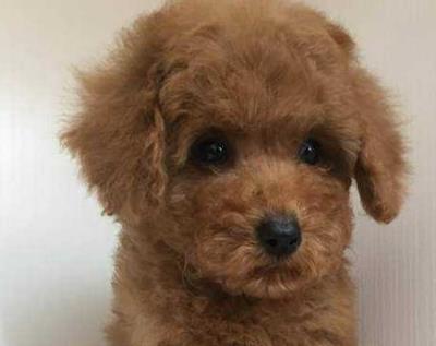 泰迪宝宝鼻子是粉色的怎么回事,大眼睛泰迪宝宝