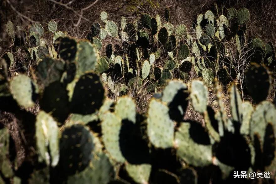 口红是虫子的尸体做的吗,女生口红是虫子尸体提炼的吗