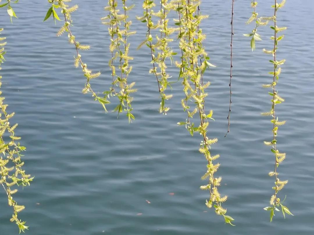 江边垂柳唯美诗句,原创咏柳诗