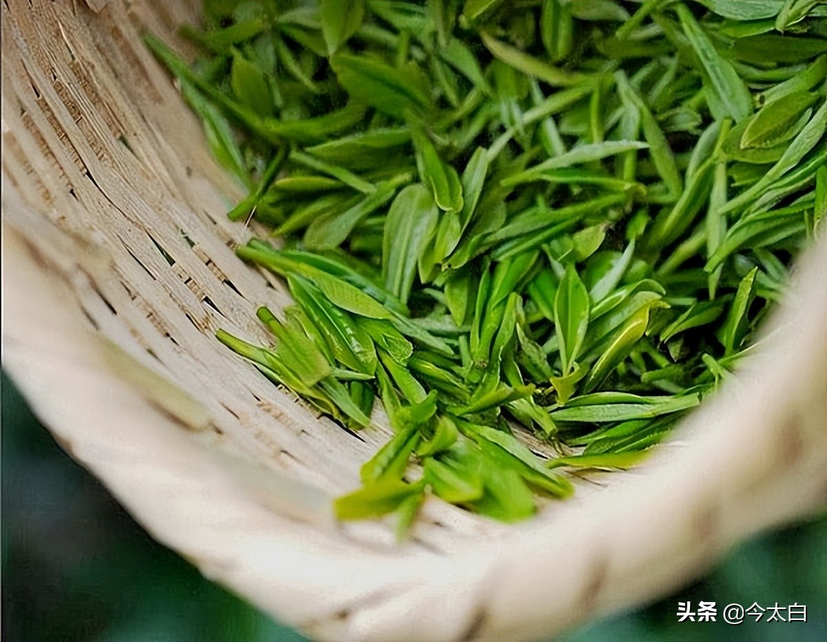 黄山毛峰第一家,黄山毛峰是文化遗产吗