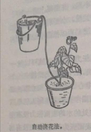 物理浇花的巧妙方案,如何做到自动滴水浇花