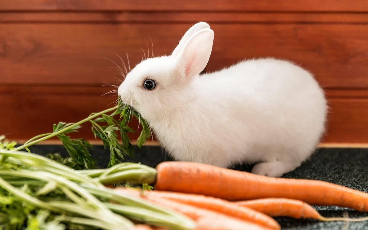 兔子打喷嚏偏方,兔子打喷嚏最佳治疗方法秋天