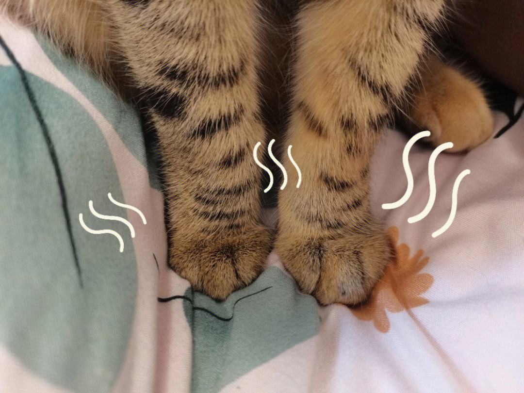猫咪脚臭是怎么回事啊,猫咪闻脚臭是什么原因