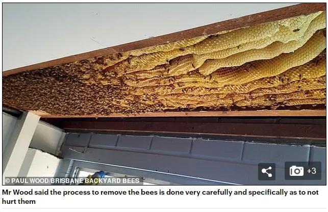 澳洲夫妇家墙壁突然莫名“渗血”!两人鼓起勇气拆开墙