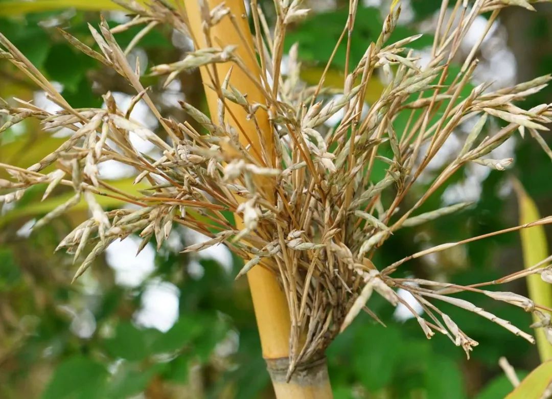 竹子为什么是空心的,竹子为什么是草