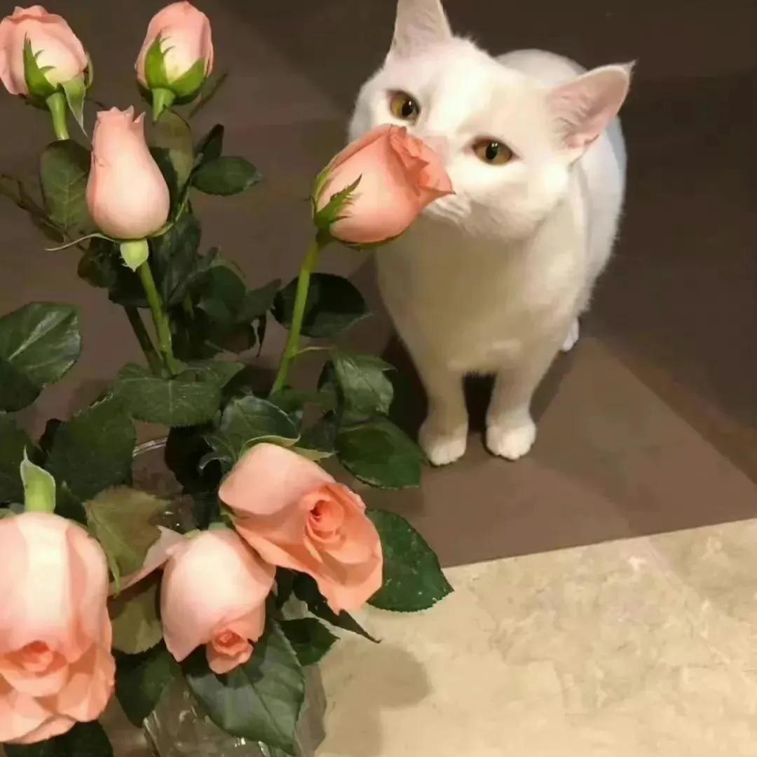 干净大方的背景图,绝美背景图干净