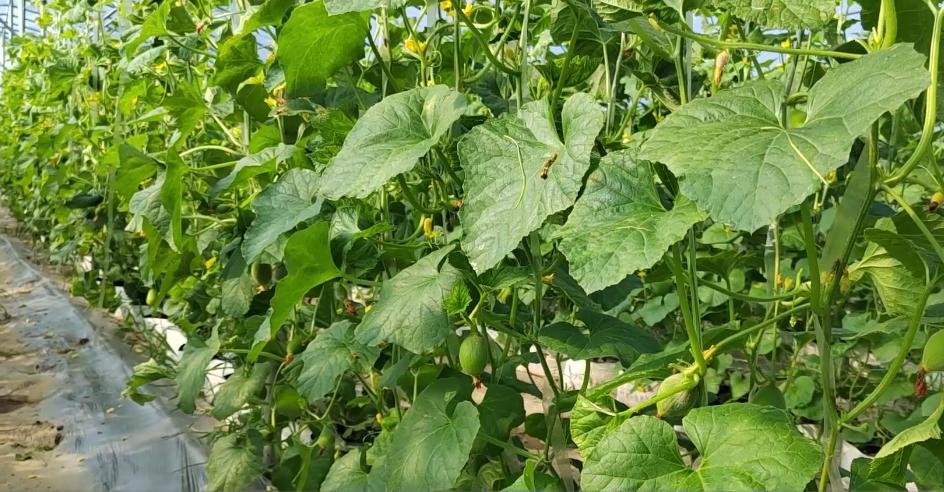 怎样防止甜瓜裂瓜烂瓜,甜瓜瓜裂怎么办