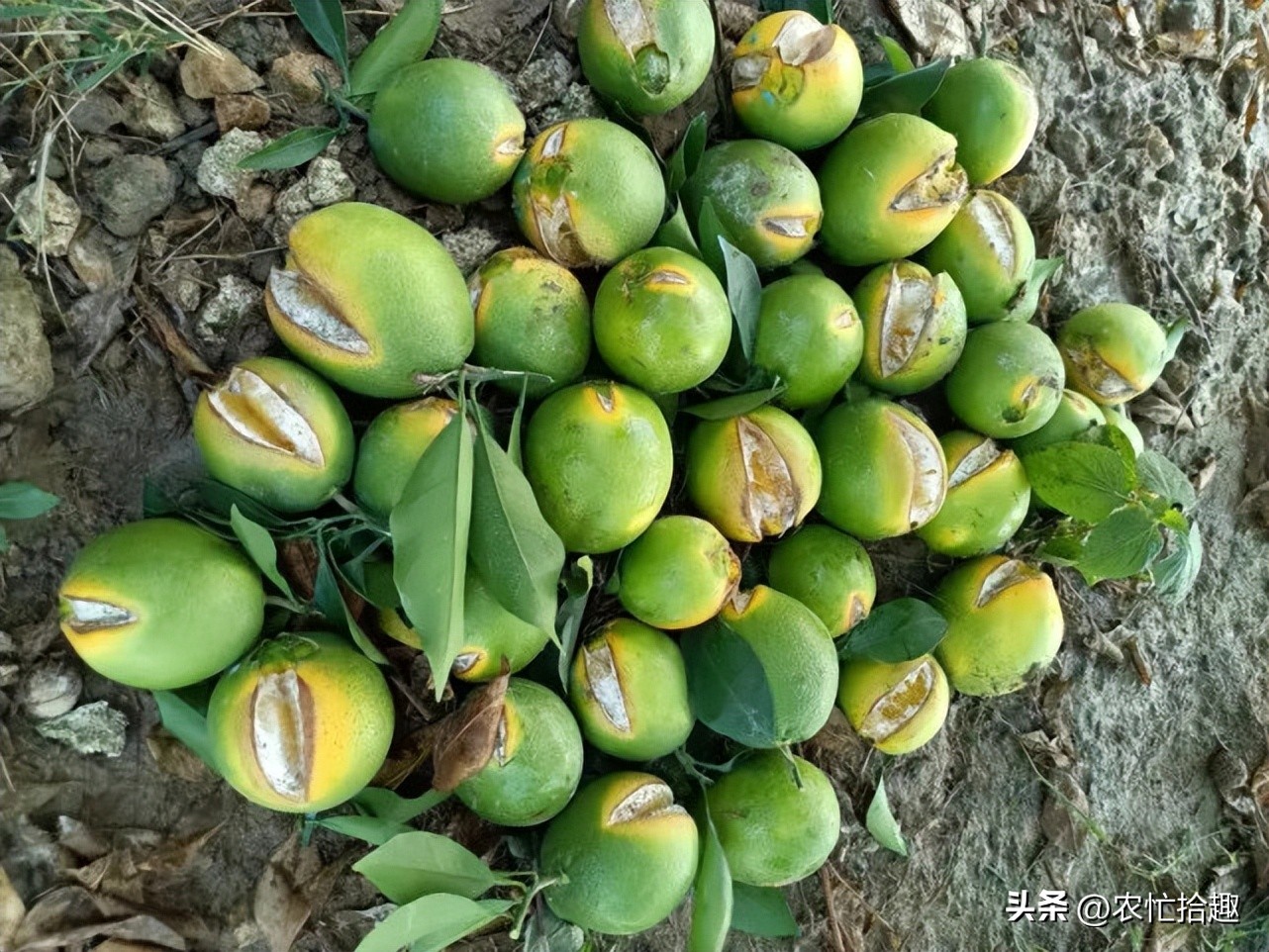 刚遇2.5元一斤热卖，却遭逢降雨，大量果子裂开，果农收入打水漂