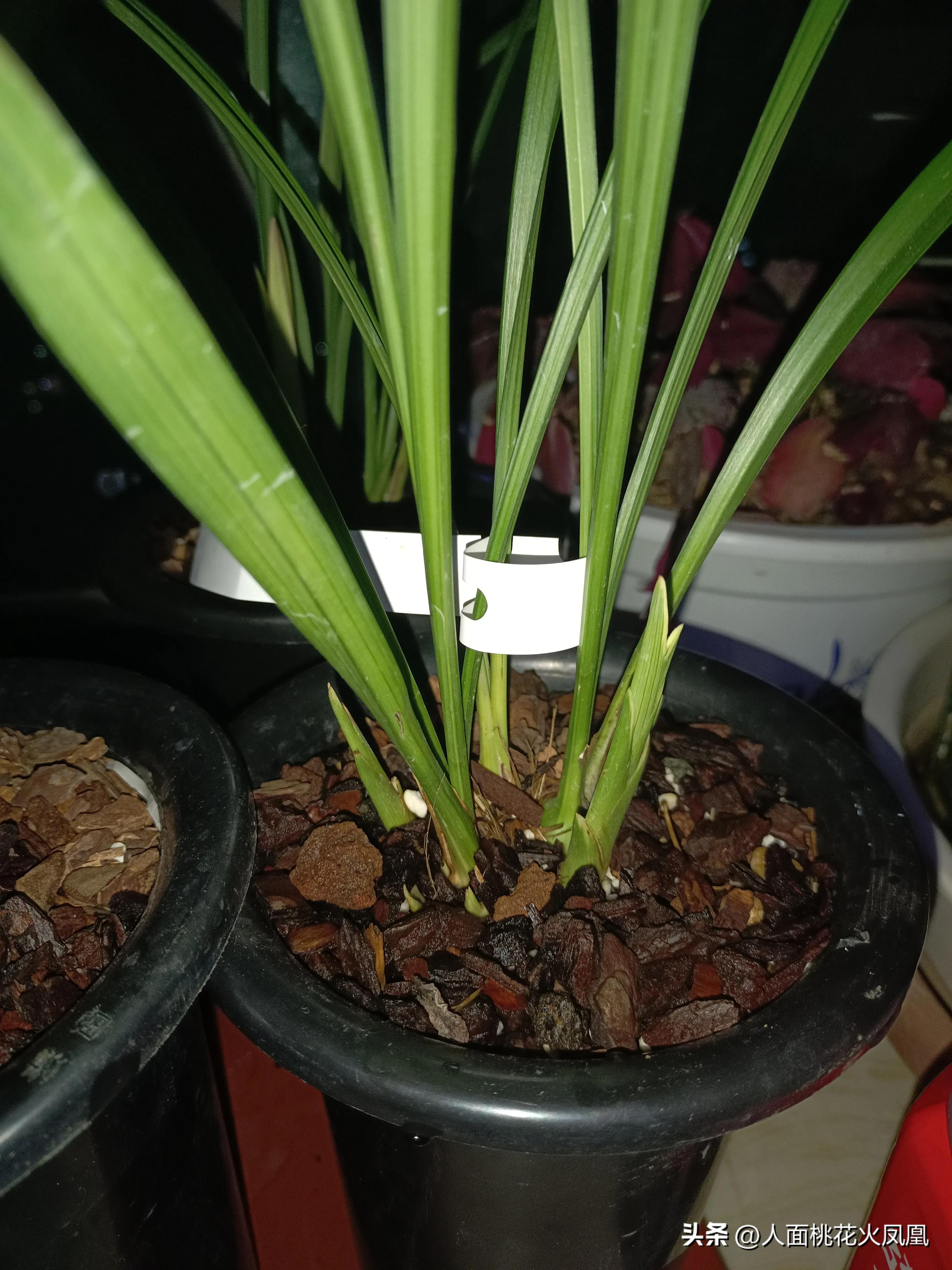 兰花怎么上盆服盆最快,兰花怎么上盆成活率最快