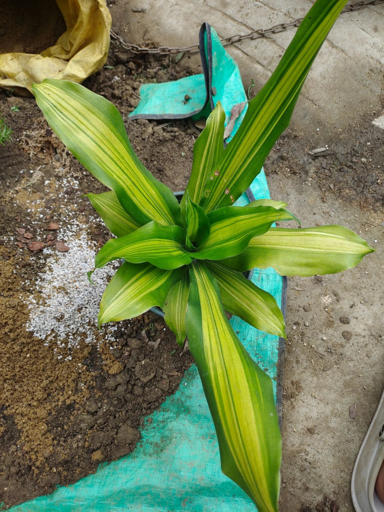 花卉植物冬季如何施肥,植物施肥的方法和注意事项